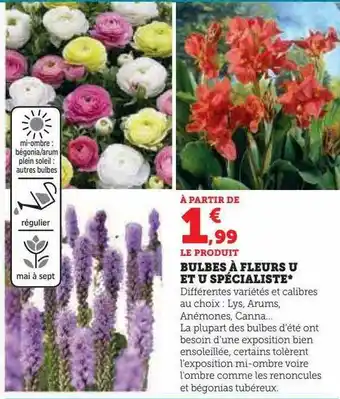 Hyper U Bulbes à fleurs u et u spécialiste offre
