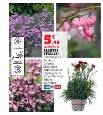 Plantes vivaces