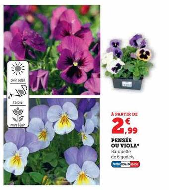 Hyper U Pensée ou viola offre