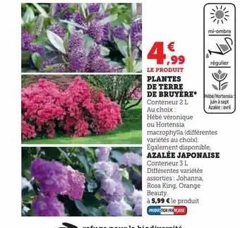 Hyper U Plantes de terre de bruyère, azalée japonaise offre