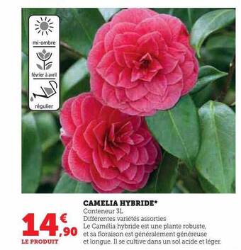 Hyper U Camelia hybride offre