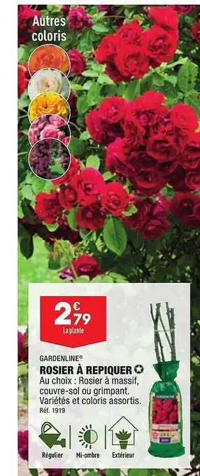 ALDI Rosier à repiquer gardenline offre