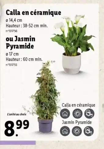 Lidl Calla en céramique offre