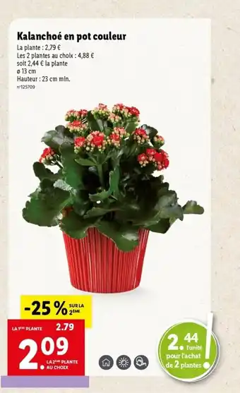 Lidl Kalanchoé en pot couleur offre