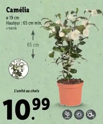 Lidl Camélia offre