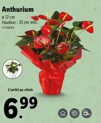 Lidl Anthurium offre