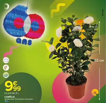 Carrefour Market Camélia offre