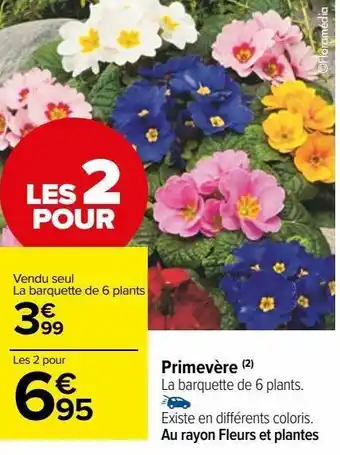 Primevère