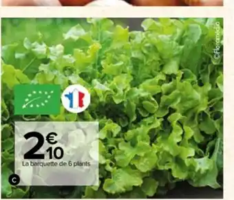 Carrefour Plants De Salade BIO offre