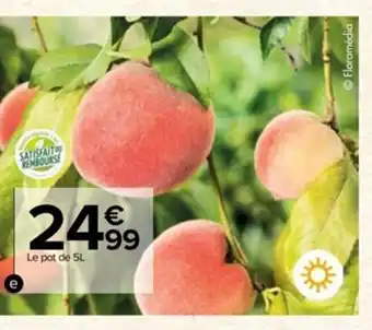 Carrefour Fruitier Nain offre