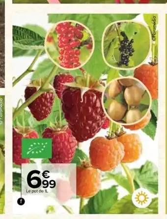 Carrefour Petit Fruit offre
