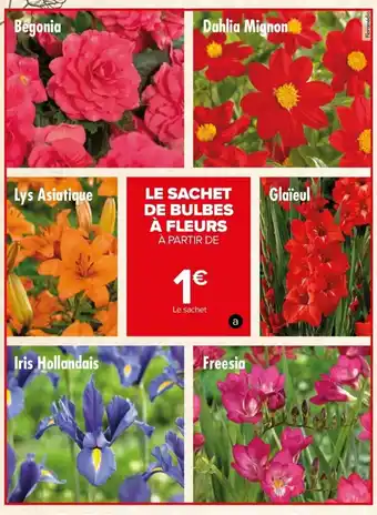 Carrefour Bulbes A Fleurs offre