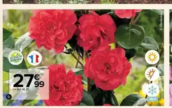 Carrefour Camelia offre