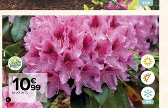Carrefour Rhododendron offre