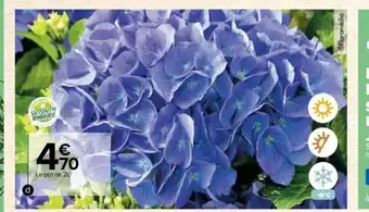 Carrefour Hortensia offre