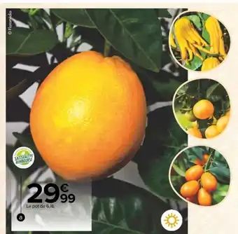 Carrefour Agrumes offre