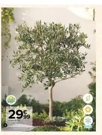 Carrefour Olivier Tige offre