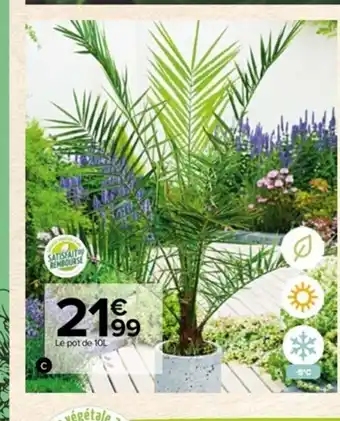 Carrefour Palmier offre