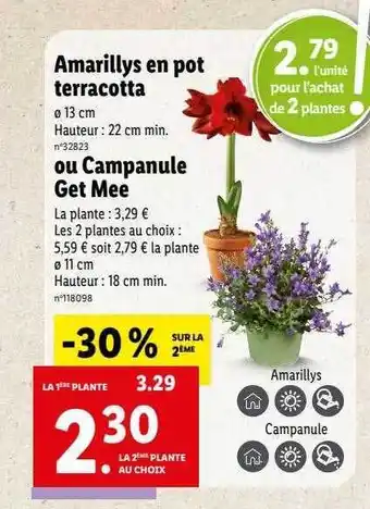 Lidl Amarillys en pot terracotta ou campanule get mee offre