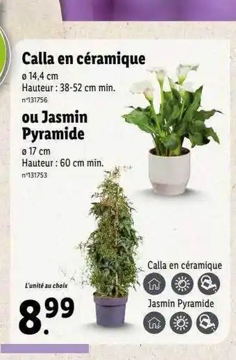 Lidl Calla en céramique ou jasmin pyramide offre