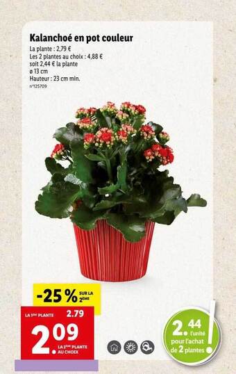 Lidl Kalanchoé en pot couleur offre