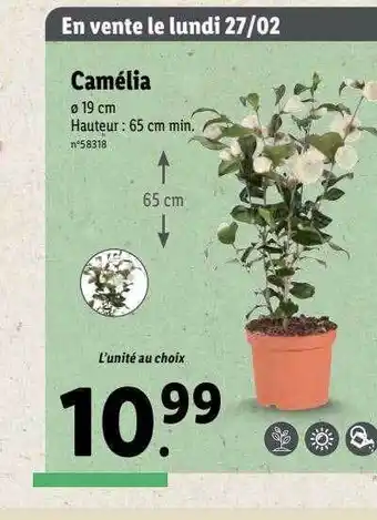Lidl Camélia offre