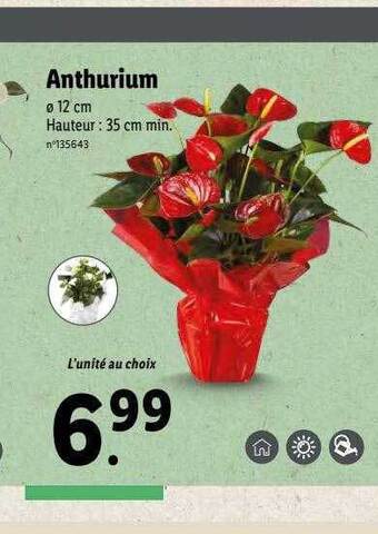 Lidl Anthurium offre