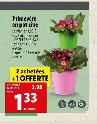 Lidl Primevère en pot zinc offre