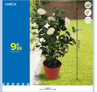 Carrefour Camélia offre