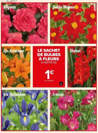 Carrefour Le sachet de bulbes à fleurs offre