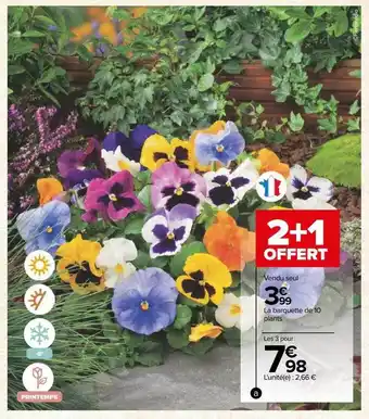 Carrefour La barquette de 10 plants offre