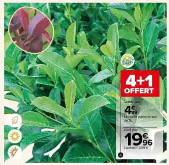Carrefour Le laurier palme en pot offre