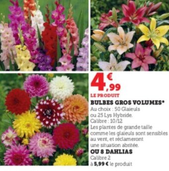 Super U Bulbes gros volumes offre