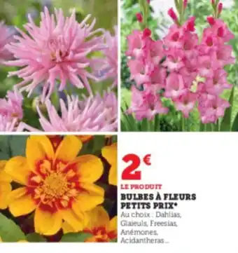 Super U Bulees à fleurs petits prix offre