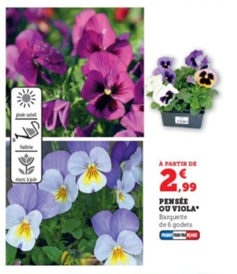Super U Pensée ou viola offre