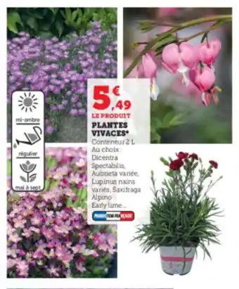 Super U Plantes vivaces offre