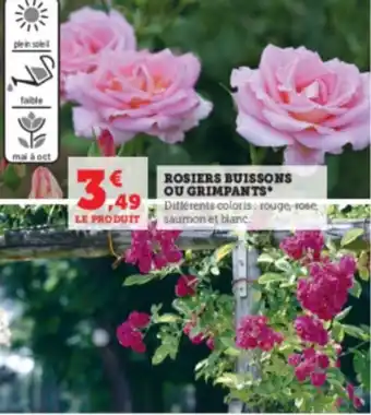 Super U Rosiers buissons ou grimpants offre