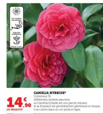 Super U Camelia hybride offre