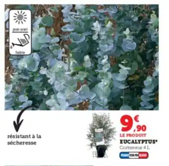 Super U Eucalyptus offre