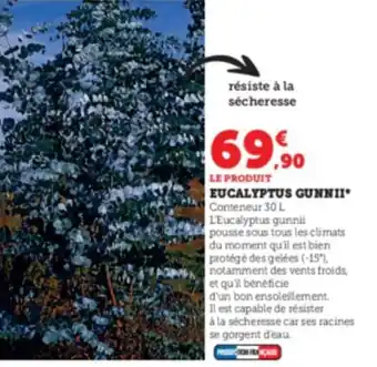 Super U Eucalyptus gennII offre