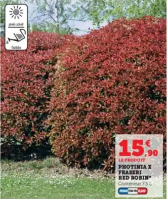 Photinia x fraseri red robin