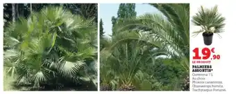 Super U Palmiers assortis offre