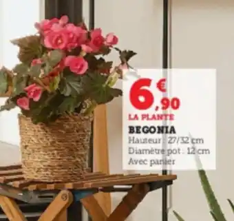 Begonia