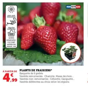 Super U Plants de Fraisiers offre