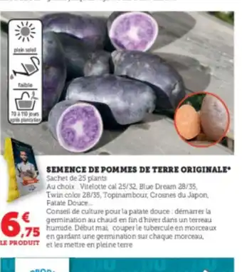 Super U Semence de Pommes de Terre Originals offre