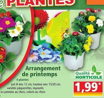 Norma Arrangement de printemps 4 plantes offre