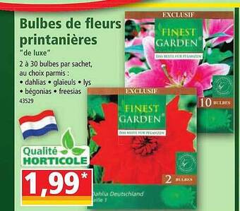 Norma Bulbes de fleurs printanières offre