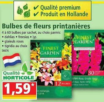 Norma Bulbes de fleurs printanières offre