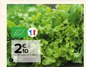 La barquette de 6 plants