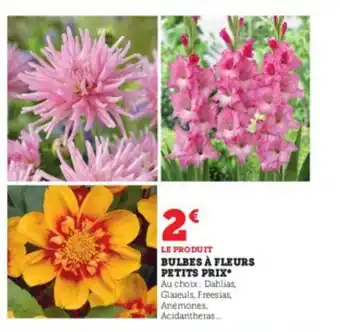 Super U Bulbes à fleurs petits prix offre